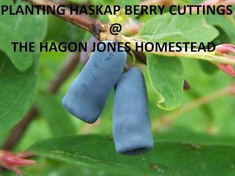 How to plant Haskap Berry Cuttings @ The Hagon Jones Homestead