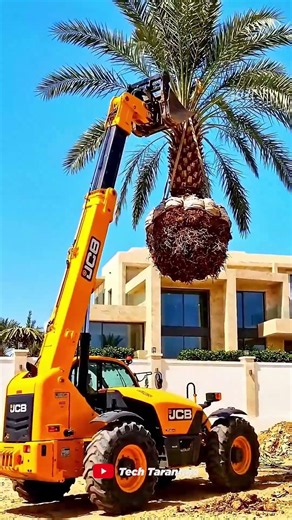 Why Are Soil Bags Tied to Date Palm Trees in Saudi Arabia?