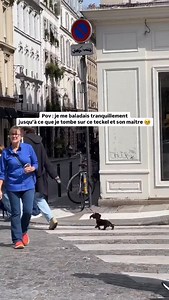 Et hop dans le sac 🤏 CD : @jeanjean.teckel — Pour ceux souhaitant adopter un teckel, nous avons conçu un guide complet sur la race ⤵️ - Préparation à l’adoption - Recommandation d’élevages - Accueil à la maison, éducation Et d’autres chapitres pour vous aider à réussir votre adoption sans stress ! 👉 Disponible en cliquant sur le lien en bio ou sur www.teckeltrotteur.com #teckel #teckeltrotteur #teckelofinstagram #teckelpuppy #teckellove #teckellovers #chiensaucisse | Teckel Trotteur