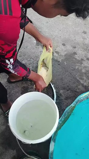 buntai gorgon sold!!!😹#fyp #fypシ゚viral #jambatanpulaupinang1 #foryoupage #fyppppppppppppppppppppppp #jambatanpulaupinang #kakipancing #fypシ