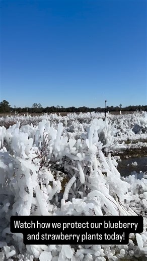 Today we’re protecting our blueberry and strawberry plants from the cold ❄️ Freeze protection keeps our crops safe so we can enjoy them later. Stay warm everyone and hopefully we’ll have a sweet harvest soon 🙏🏻🌱#blueberries #strawberries #freezeprotection #FarmLife | Towers Farms