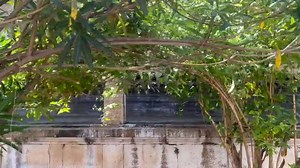 Tamil musician saints and poets of the Bhakti period inspired a wave of devotion in India's early medieval period while helping to preserve the stories and the philosophies of Hinduism. We encounter their clothed and venerated statues when we circumambulate Shiva temples on pilgrimage in India. Learn about these personages and our pilgrimage at: https://www.russillpaul.us/blog/hounds-of-Shiva | Russill Paul