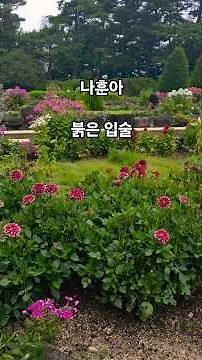 #나훈아 #나훈아노래 #나훈아노래모음 #트로트 #꽃 #트로트가수#숲