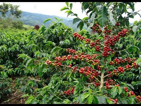 Coffea - Coffea arabica - Coffee Plant
