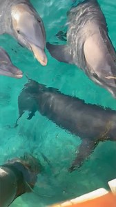 Dolphins spotted helping clean up ocean plastic 🐬 | News.com.au