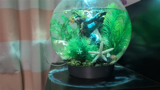 Watch Biorb 4gallon tank honest review with pros and cons on Amazon Live