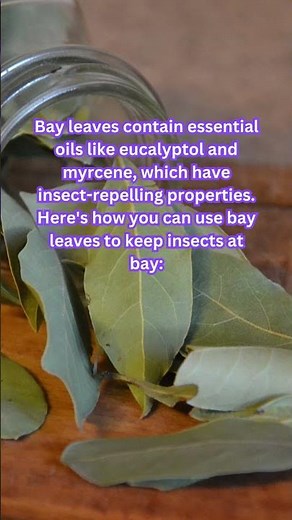 Unlocking the Secrets of Bay Leaves: Fascinating Uses
