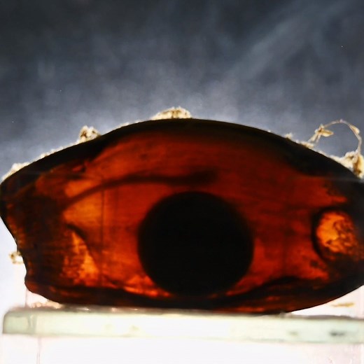 Some species of shark are oviparous, meaning they lay eggs externally. The shark egg contains an embryo and a yolk sac, much like a chicken's egg. These eggs are encased in a leathery, watertight shell. #SharkWeek 🦈 🥚 | Science Channel