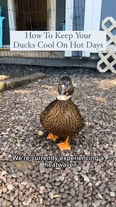 How hot is it in your area this week? Help keep your ducks cool with these tips!🦆 🧊 #DunkinDucks #PetDucks #CallDucks #HeatWave #FarmAnimals #BackyardDucks #Ducks #FarmLife | Dunkin Ducks
