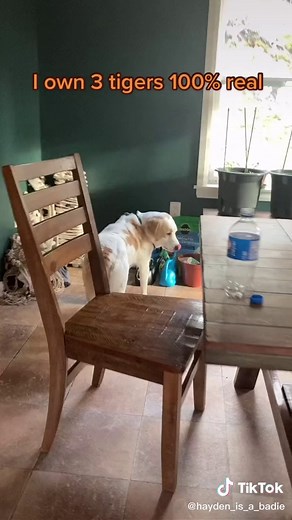 It’s totally allowed #tiger #pet #pettiger #animal #animallover #jungle #notdogs #heckyeah #cutpets #3 #satire