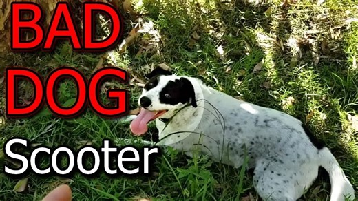 My dog vs python: Wild backyard encounter in Australia!