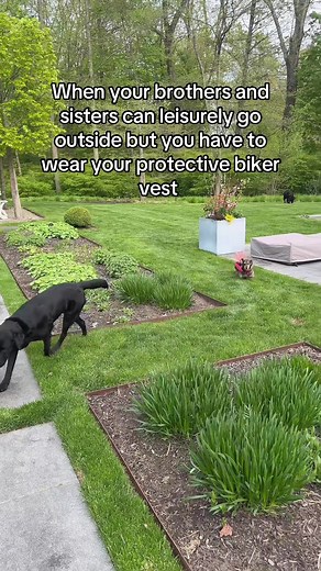 Protecting Your Tiny Pet from Hawks: A Biker Vest Guide