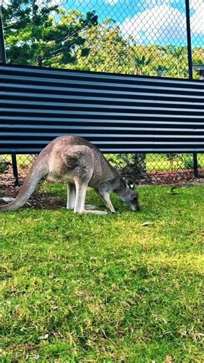 Symbio wildlife park #australia #park #lovekids #wildlife 🥰