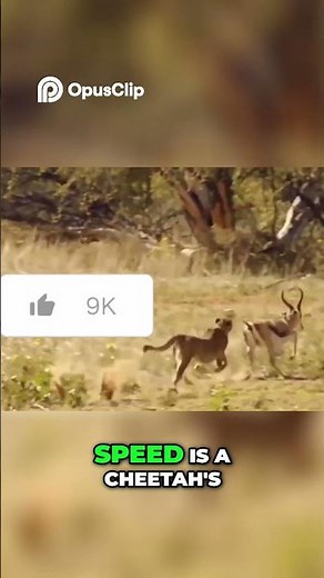 Cheetah Vs Crocodile: battle for water