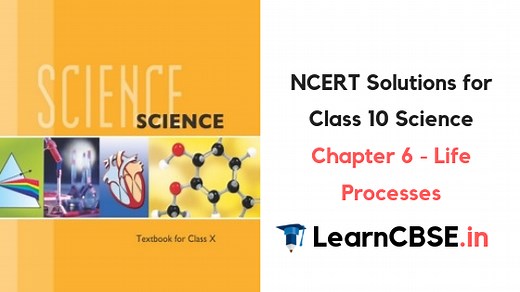 NCERT Solutions for Class 10 Science Chapter 6 Life Processes