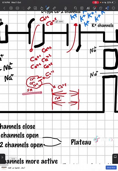 Cardiac muscle action potential #medicine #medical_student #cardio #طب #تمريض
