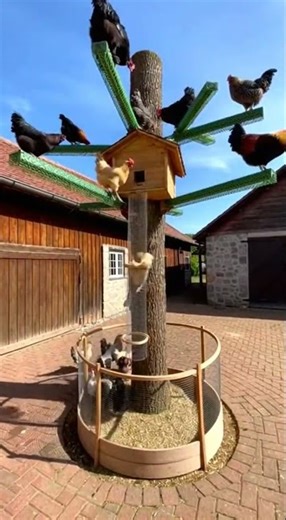 Amazing Technique farming Boost Your Crop Yield Fast #farming #agriculture #crops