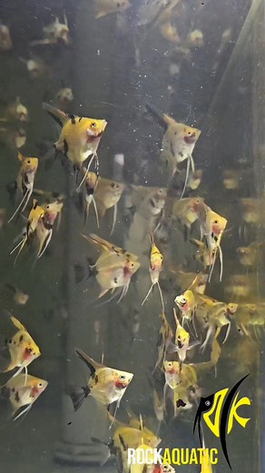 This batch of young Red Koi Angelfish is showing a good color foundation. I’ll be keeping them to observe their growth — potential future breeders. Just sharing the progress, not for sale. 这批小大红袍神仙底色表现得不错，慢慢养着看它们的发展，未来也许会成为新的鱼种基础。纯属分享目前的近况，不涉及销售。 #angelfish #redkoiangel #rockaquatic | Rock Aquatic