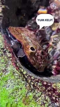 Unknown Wonders of the OKAQ: Abalone #aquarium #science #steam m