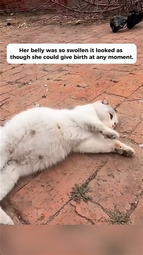 Rescuing a Pregnant Stray Cat#rescuevideo #rescuecat #straycat #cat #072
