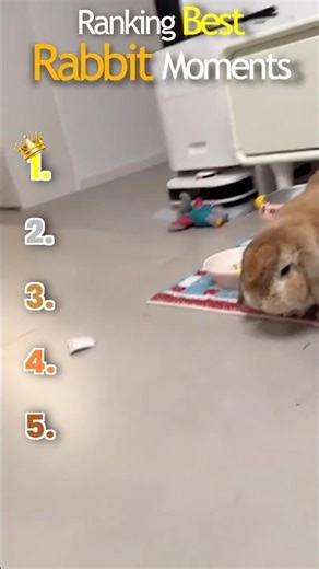 Ranking Best Rabbit Moments #funny #rabbits #pets