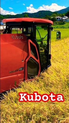 Kubota DR6130クボタの6条130馬力コンバインで刈り取りSTAR🏃
