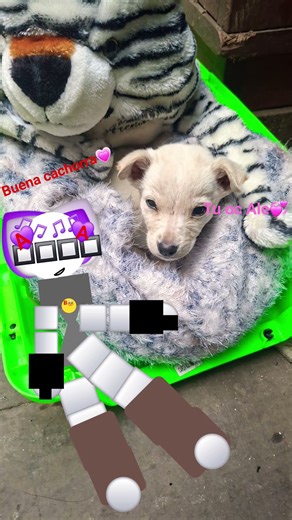 hasme duet ale plissssssssssssss