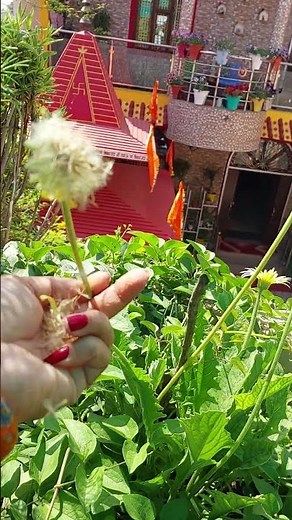 How to collect gerbera seeds #gerbera