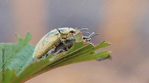 Two male and female insects are making love on a leaf, Naupactus. 4K macro videography.