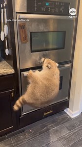 HANG IN THERE: A pet raccoon in Florida was determined to climb onto the kitchen counter — but may not have picked the most secure path to get there. https://abcnews.visitlink.me/vdDxnk | ABC News