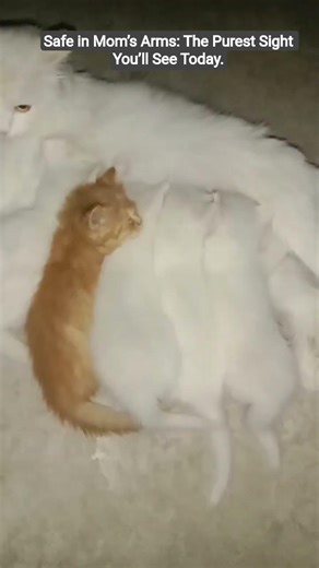 most cutest moment in world ❤️#cat #kitten #funny #short #viralshorts