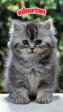 Siberian Cat Growth: Blue-Grey Kitten to Majestic Adult (Full Time-Lapse)