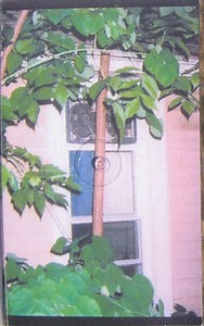 (d)(b)(h) / Tiny Music - Split