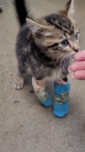 Meet Joey, a little boy born with birth defects that affect his ability to walk on his front paws.