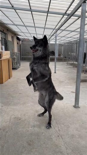 Wolf Dog Behaviour and Training