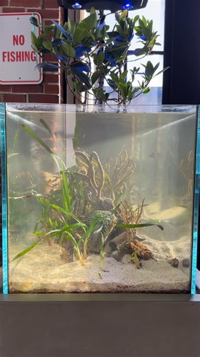 𝙄𝙣𝙡𝙖𝙣𝙙 𝙍𝙚𝙚𝙛 | Mangrove Lagoon Biotope on Instagram: "🌱dust is settling on the new scape🌱 The full caulerpa tank was cool but the original goal of this tank was to have large mangroves with a small rock outcrop of gorgonians. I had this type of setup a few years back and of course this tank evolved over the years. Well it’s time to go back to the roots. I’ll be trimming the seagrass back to help with the scale. On the hunt for a shoal of blue or yellow line gobies to help keep the per