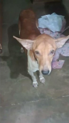 "Hilarious Dog Meme Video Compilation to Brighten Your Day"