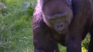 Harambe's death at the Cincinnati Zoo has stirred many emotions. Western lowland gorillas are critically endangered, with only about 175,000 in the wild. http://cnn.it/1Ues5fv | CNN