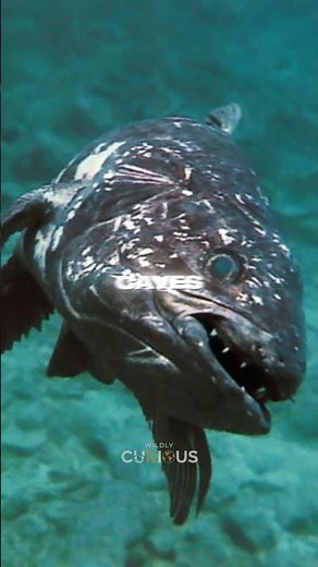 The Coelacanth: The Fish That Came Back from Extinction