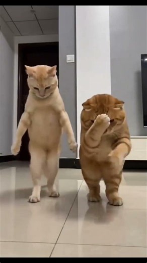 POV: Você chega em casa e seus gatos fazem uma apresentação de dança só para você! 😹💃❤️