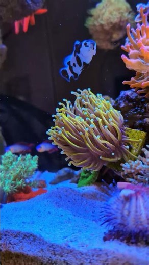 How amazing is this slice of the ocean? 🪸👌 Hello Reef 2026 #helloreef #reeftank #saltwateraquarium