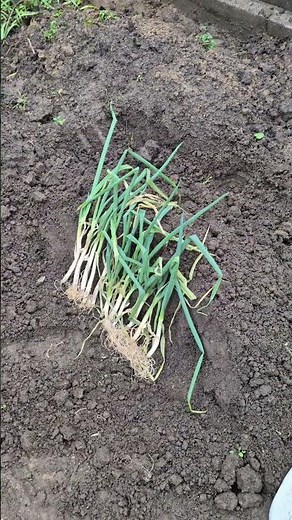 ネギ栽培 ネギの苗を頂いたので植え付けしました。初めてのネギ栽培。#ネギ栽培