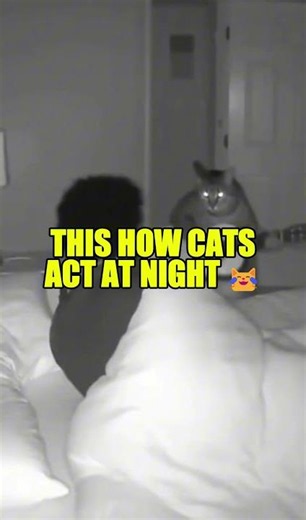 This How CATS BE ACTING AT NIGHT 😹😹#wellness #travel #Lifestyle #cat #cats
