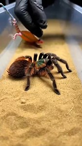 168K views · 873 reactions | Tarantula vs Lizard | Intense Predator...