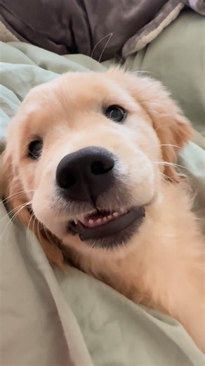 Amy Bosley on Instagram: "Ferocious beast! Exterminator needed for the bed bug! 🪲 #wilburandpuddle #puppyteeth #goldenretrieverpuppy #goldensofinstagram #bedbugs"
