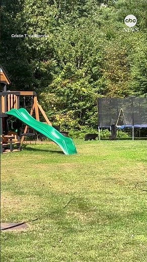 Bear cubs play on trampoline in Massachusetts backyard