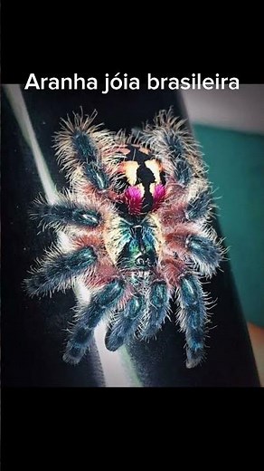 Aranha Joia Brasileira #biologia #curiosidades #naturezasurpreendente #animals #aracnideos #shorts