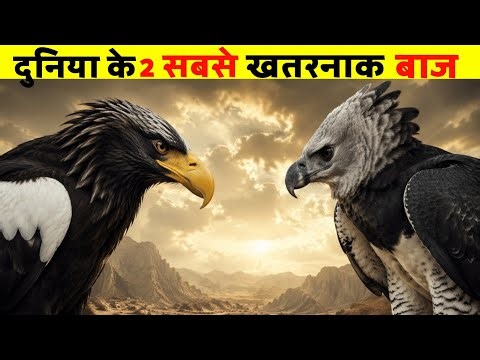 “ये eagle इंसान को भी उठा सकता है?! 😱 Harpy Eagle vs Steller's Sea Eagle”