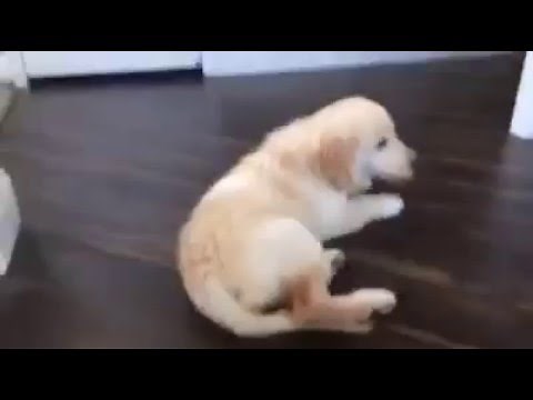 Puppy Falls Down Stairs