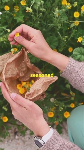 The Herb You’ve Never Heard Of: Black Horehound
